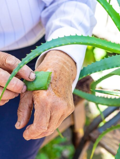 Old woman treated with aloe vera juice. Selective focus. Nature.
