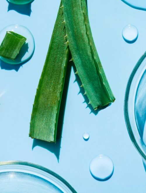 petri dish on a light blue background drops of aloe vera